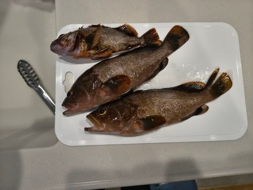キジハタの釣果