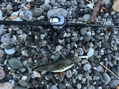 フグの釣果