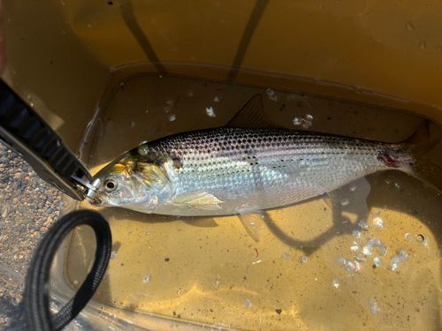 コノシロの釣果