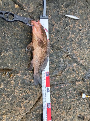 オオモンハタの釣果