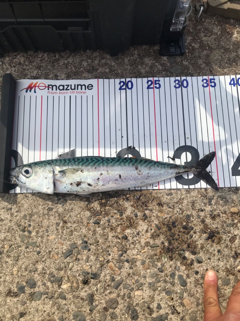 SHIMANO 22ソアレ SS アジング S64L-Sの最安値・インプレ・釣果 | 本音