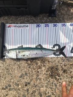 サバの釣果