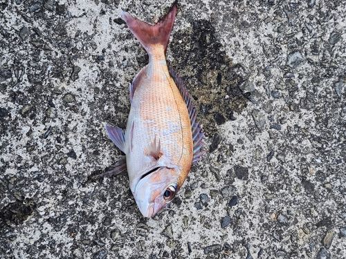 タイの釣果