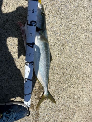 ブリの釣果
