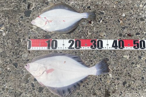 クロガシラガレイの釣果
