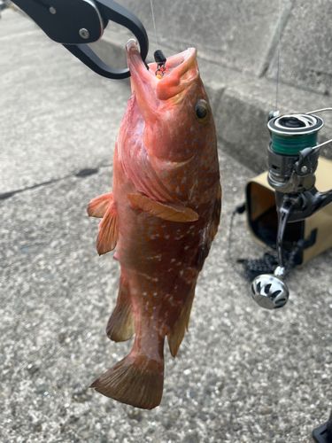 アコウの釣果