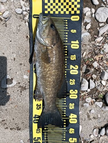 スモールマウスバスの釣果