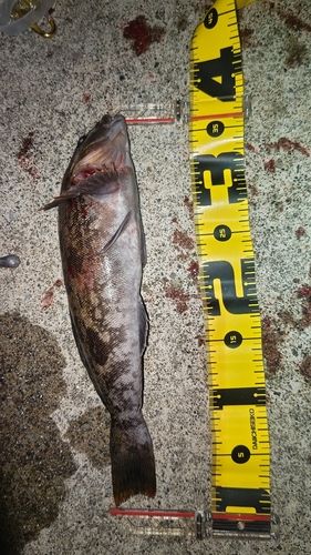 アイナメの釣果