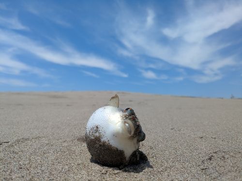 フグの釣果