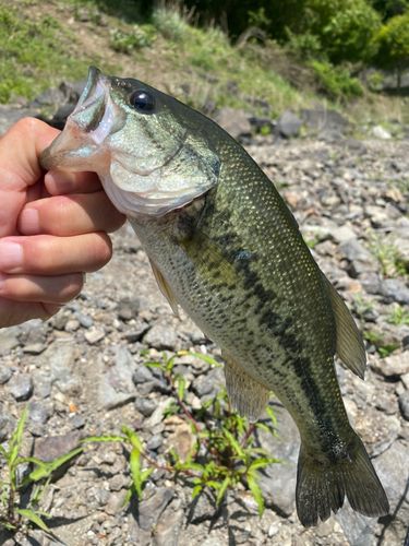 ラージマウスバスの釣果