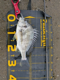 キビレの釣果