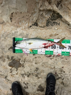 ワラサの釣果