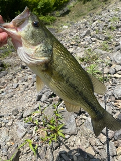 ラージマウスバスの釣果