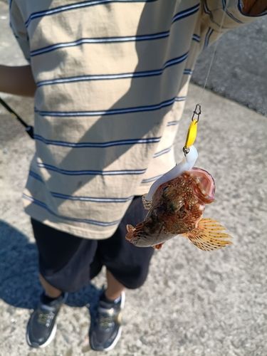 カサゴの釣果