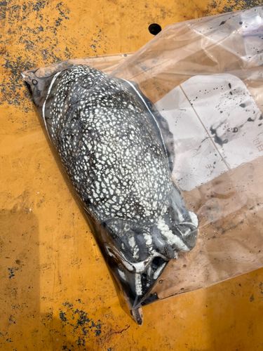 シリヤケイカの釣果