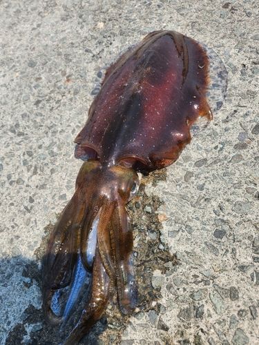 アオリイカの釣果