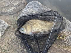 フナの釣果