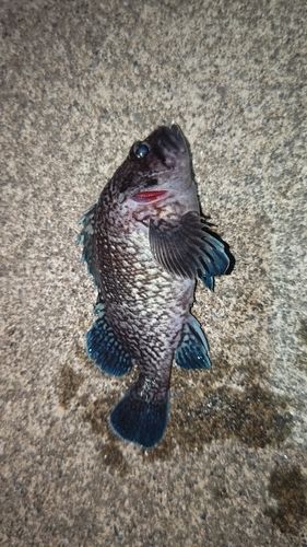 キツネメバルの釣果