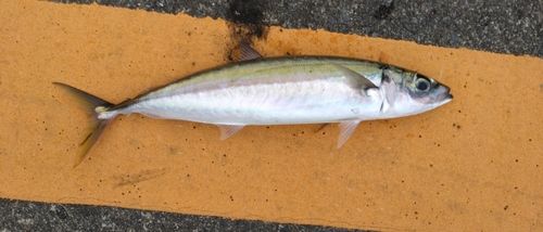 ムロアジの釣果