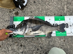 クロダイの釣果