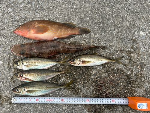 マアジの釣果