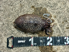 シリヤケイカの釣果