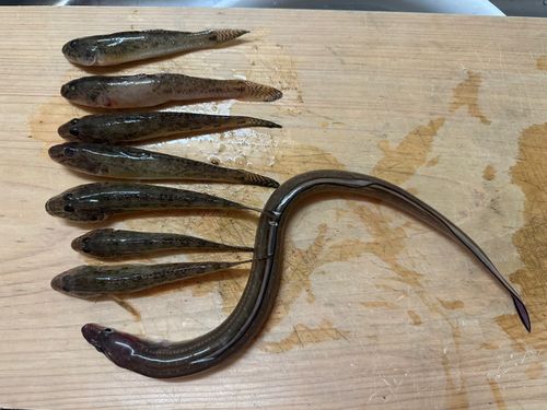 ハゼの釣果