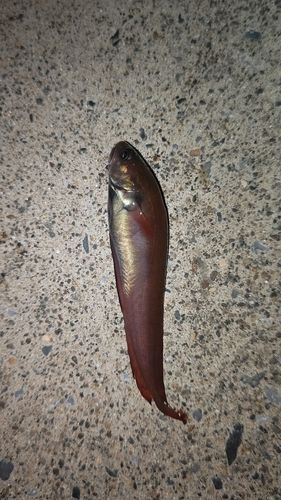 ドンコの釣果