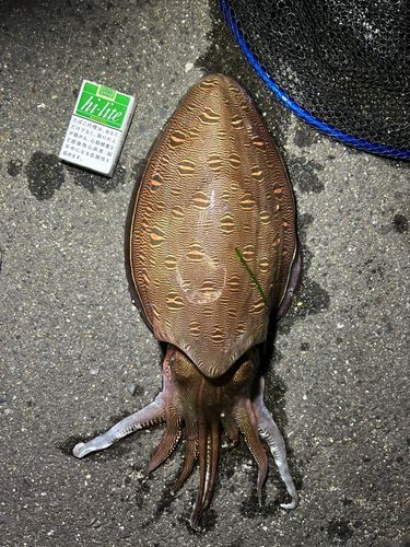 モンゴウイカの釣果