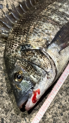 クロダイの釣果