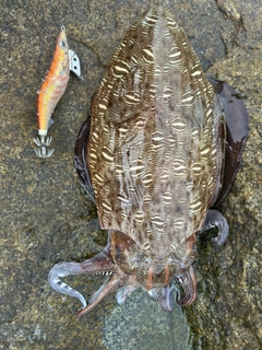 モンゴウイカの釣果