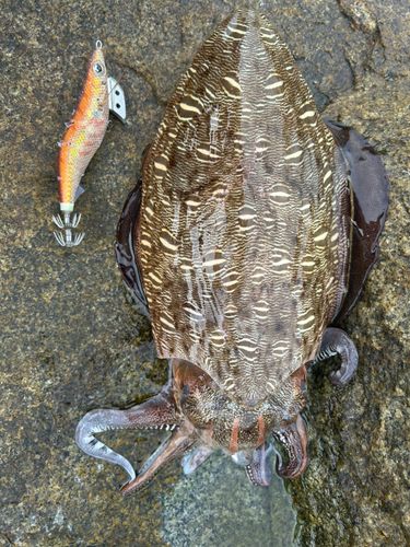 モンゴウイカの釣果