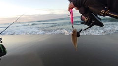 シタビラメの釣果