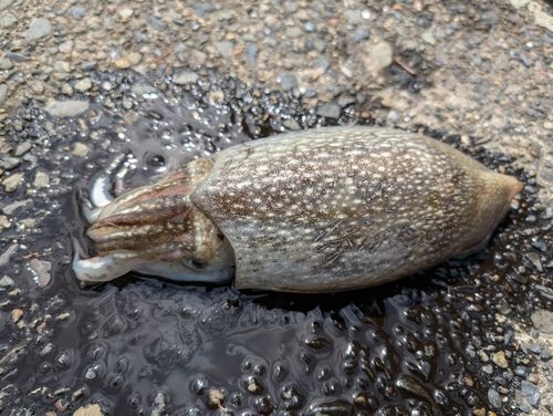 シリヤケイカの釣果