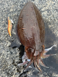モンゴウイカの釣果