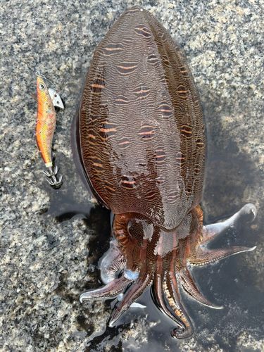 モンゴウイカの釣果