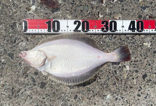 マガレイの釣果
