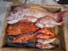 マダイの釣果