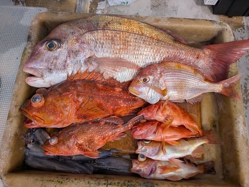 マダイの釣果