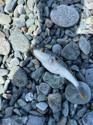 フグの釣果
