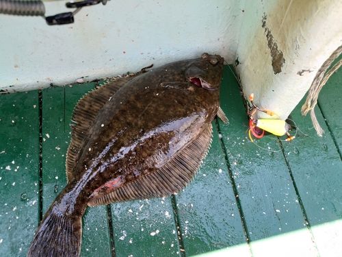 マコガレイの釣果