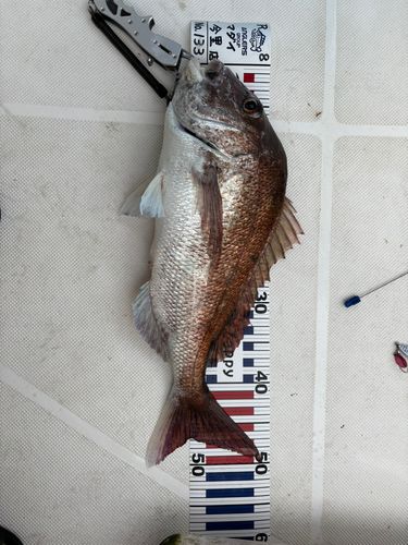 アコウの釣果