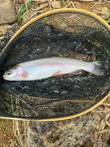 ニジマスの釣果