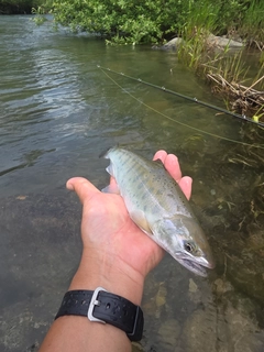 ヤマメの釣果