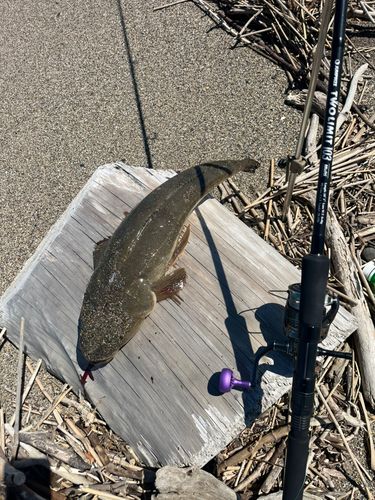 マゴチの釣果