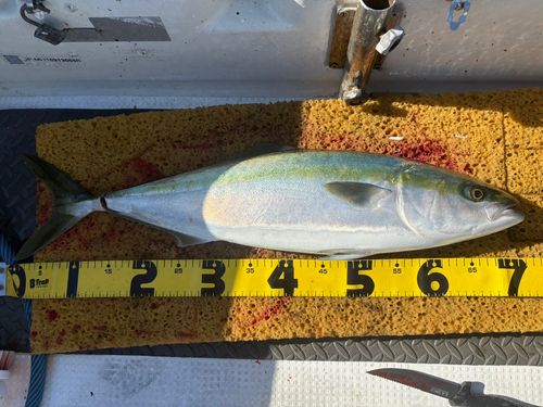 メジロの釣果