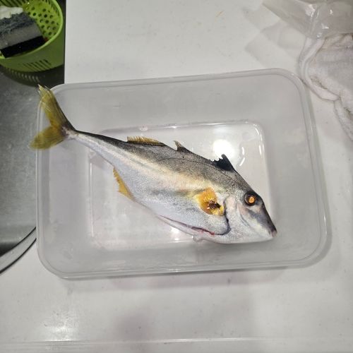 ギマの釣果