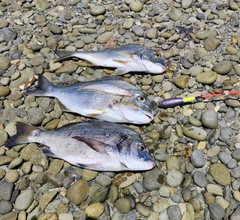 クロダイの釣果