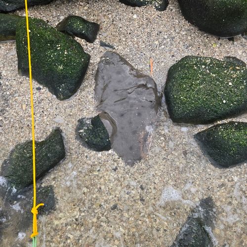 ツバクロエイの釣果
