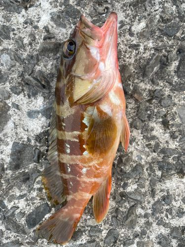 キジハタの釣果